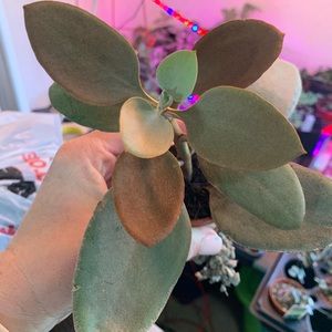 Kelley’s Living Interiors Copper Spoons Succulent